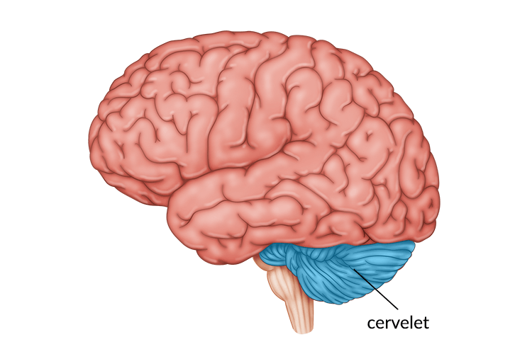 Un graphique d'un grand cerveau vous introduit au sujet de cet article : les AVC cérébelleux.