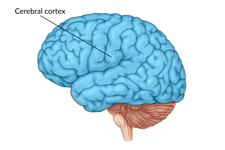 medical illustration of brain highlighting the cerebral cortex