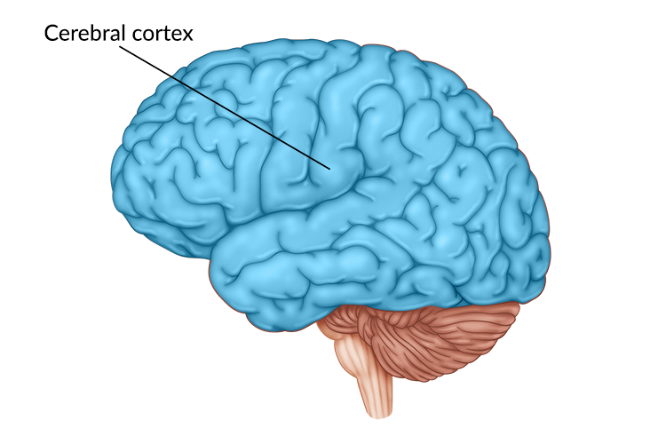 visual cortex