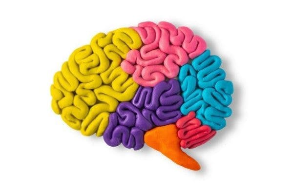 modèle d'argile du cerveau pour illustrer la récupération d'un AVC cérébelleux