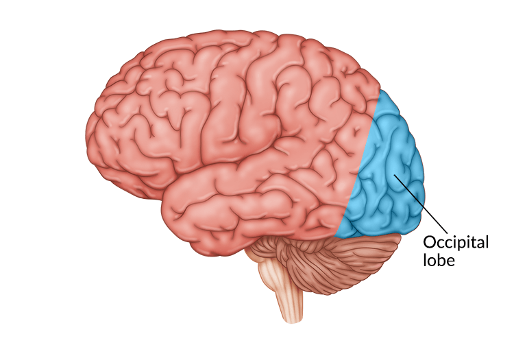 medical illustration of brain with occipital lobe highlighted in back