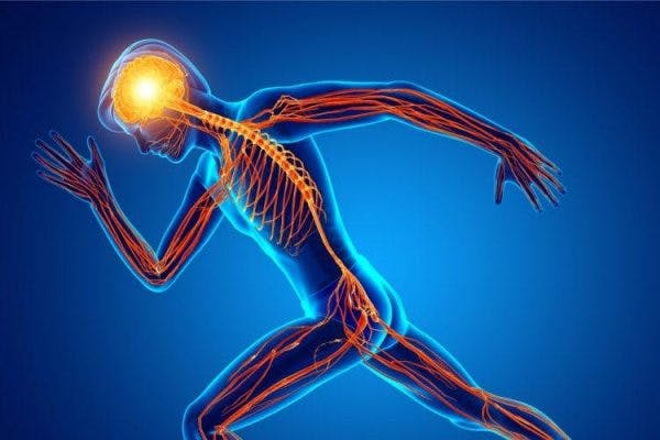 spinal cord injury levels and their peripheral nerves