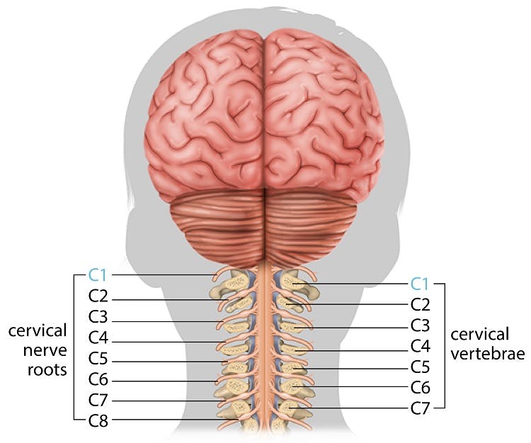 c1 spinal cord injury nerves and vertebrae