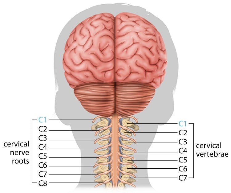 Cervical Vertebrae (Cervical Spine) – Anatomy, Function, & Diagram