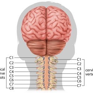 illustration of cervical spinal cord injury and vertebrae
