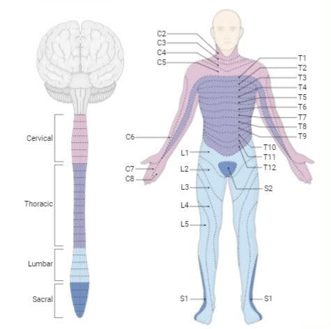 C1 Spinal Cord Injury: What To Expect And How To Cope