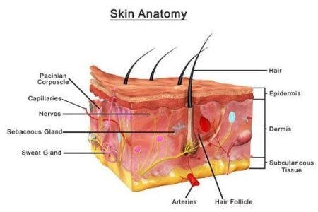 Pressure Injuries (Pressure Ulcers) and Wound Care: Practice Essentials,  Background, Anatomy