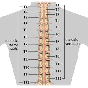 illustration of thoracic spinal cord injury and vertebrae