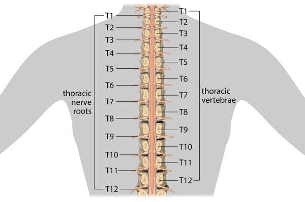 胸椎脊髓损伤及椎体图