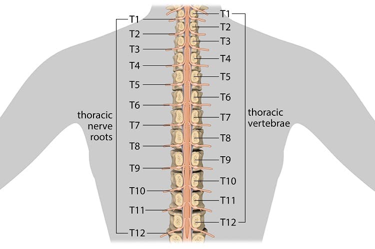 Thoracic Spinal Nerves