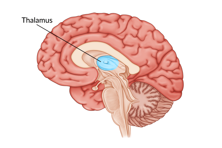 medical illustration of brain with thalamus highlighted in center of brain