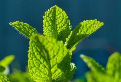huiles essentielles de menthe poivrée pour la guérison des accidents vasculaires cérébraux