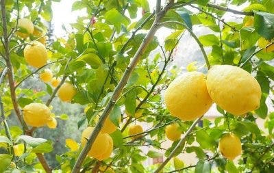 huiles essentielles de citron pour la récupération d'un AVC