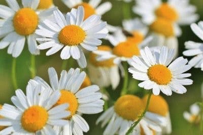 les meilleures huiles essentielles pour la récupération d'un AVC
