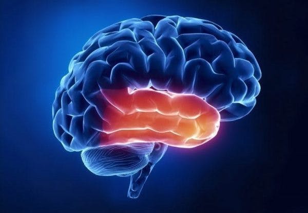 effects of temporal lobe damage