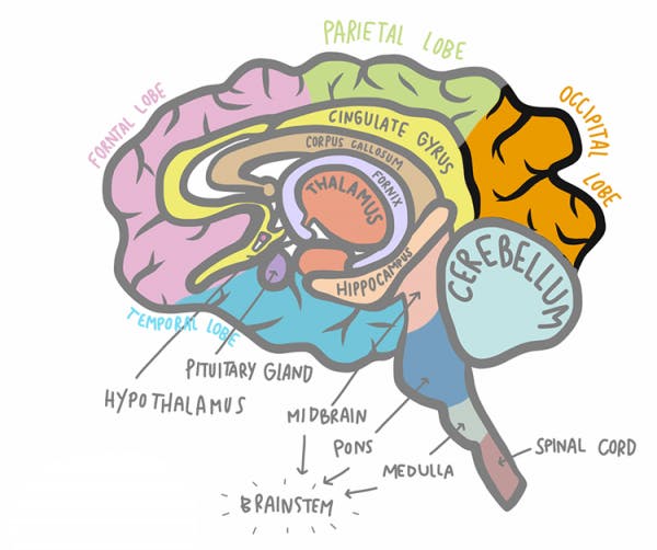 illustration de l'AVC du lobe occipital par rapport au reste du cerveau