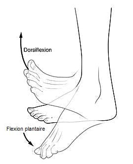 illustration de l'anatomie de la dorsiflexion et du pied tombant
