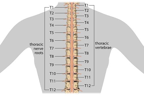 thoracic spinal cord injury levels