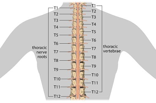 Spinal Cord Injury Levels Cervical Thoracic Lumbar Sacral Sci