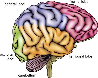 diagram of brain anatomy to show which functions may be affected by coup-contrecoup brain injury