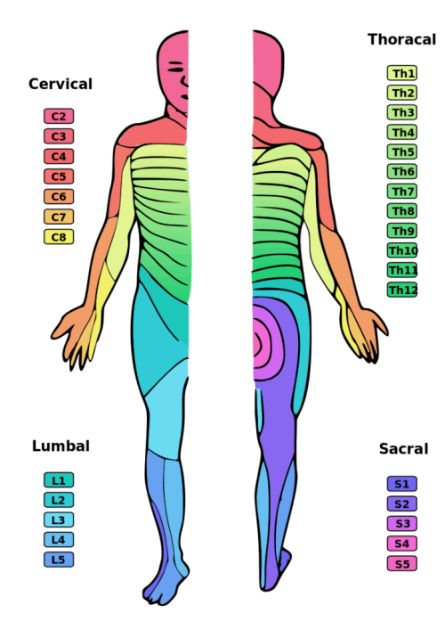 levels of the spine