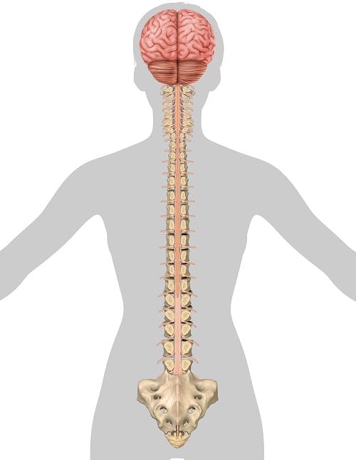 illustration of spinal cord injury levels and vertebrae
