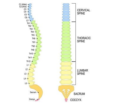 illustration of levels of sci