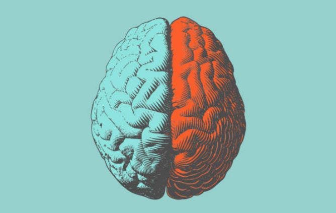 l'AVC du lobe pariétal aura divers effets selon le côté du cerveau affecté