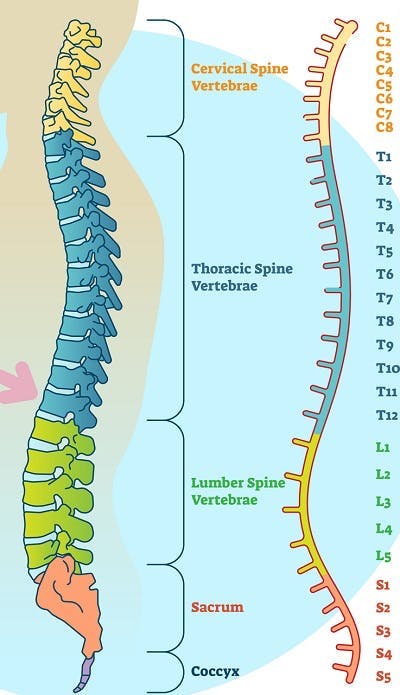 ilustration of spinal cord injury levels