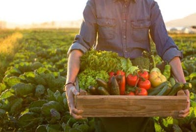 lush farm land with a man holding a box of freshly picked produce