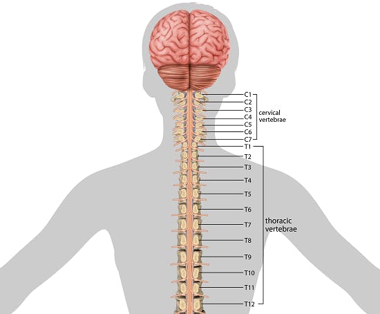 medical illustration of the body from the mid-torso up showing the cervical and thoracic spine labeled from C1-T12