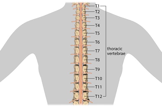 illustration of the thoracic spinal cord with T1-T12 segments running through the upper back