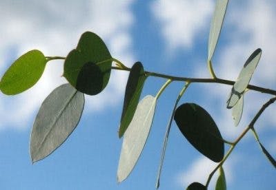 L'huile d’eucalyptus, qui possède des propriétés antiseptiques, antioxydantes et antivirales., sert aussi à traiter des douleurs, ainsi que d'un stimulant naturel.