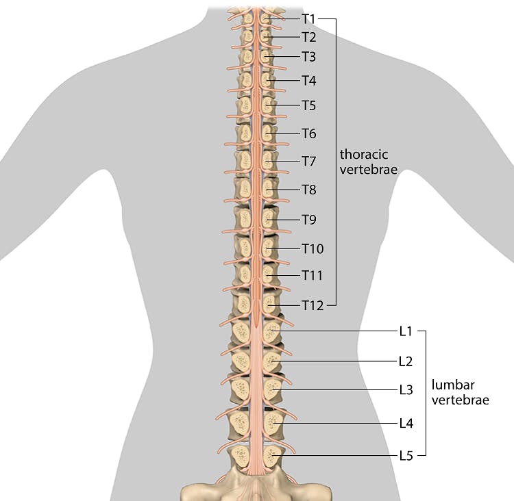 medical illustration of thoracic and lumbar vertebrae to show levels of appropriateness for these balance exercises