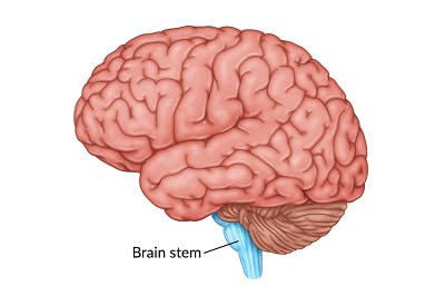 medical illustration of the brain stem