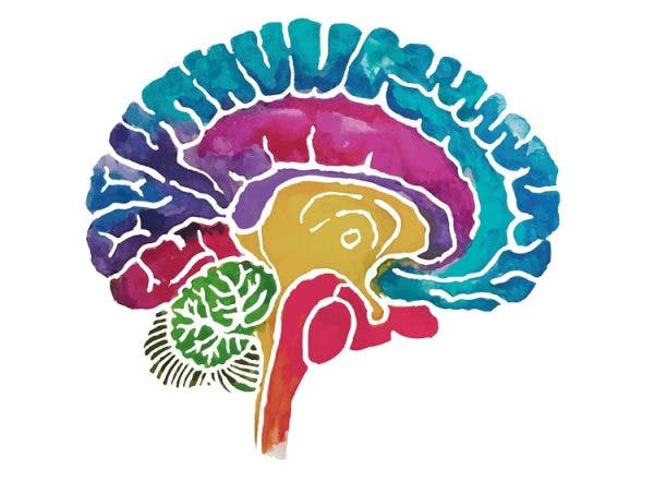 人类大脑的艺术渲染来说明在创伤性脑损伤最脆弱的地区