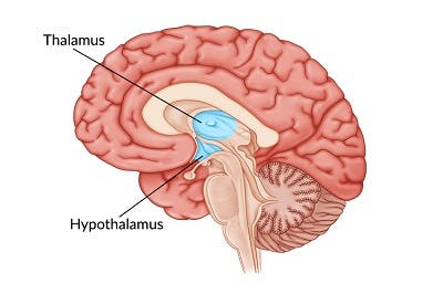 medical illustration of brain with the thalamus and hypothalamus highlighted