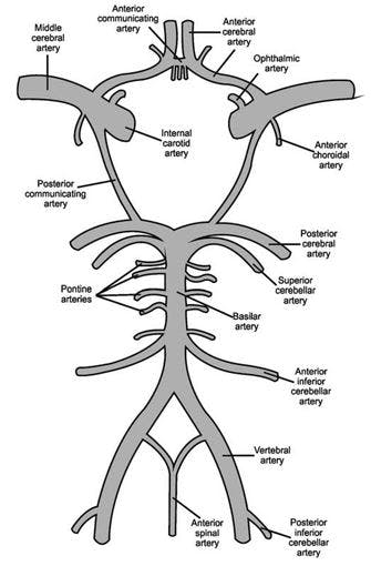 illustration of the circle of willis, the most common area of a lacunar stroke