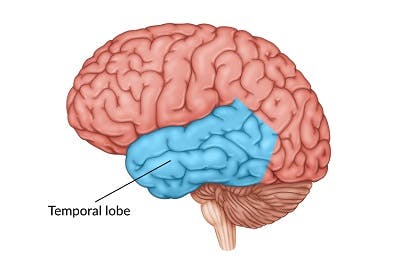 illustration of the temporal lobe