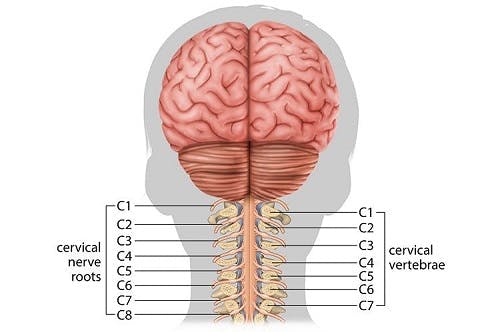 medical illustration of the cervical spinal cord showing the level of spinal cord injury that can affect the shoulders