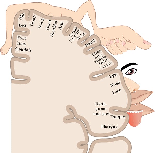the sensory homunculus, an illustration of the somatosensory cortex with body parts drawn proportionally next to each section, with the face and hand being the largest