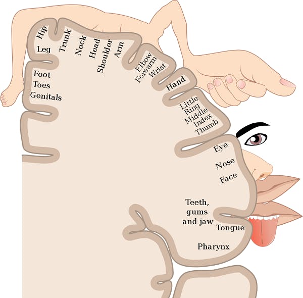 sensory cortex